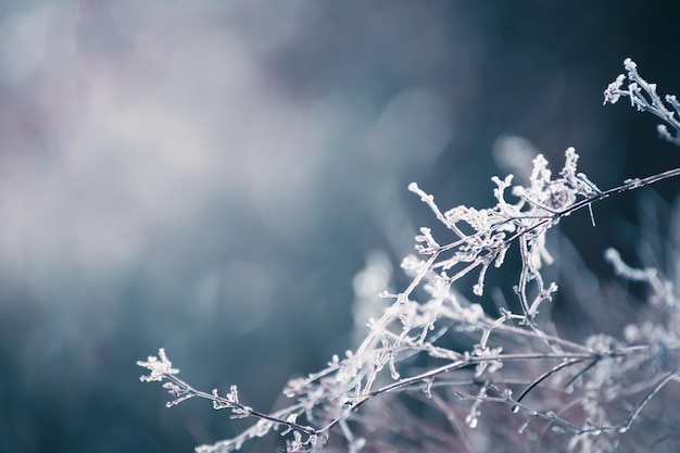 Frosted trees in winter forest Macro image