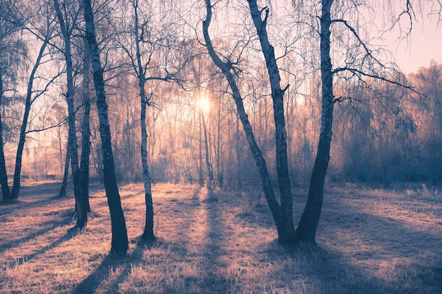 Frosted trees in winter forest at misty morning. Pink sunlight through the trees at sunrise. Beautiful winter landscape.