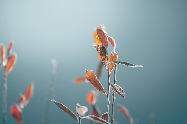 Frosted trees with yellow leaves on the shore of lake