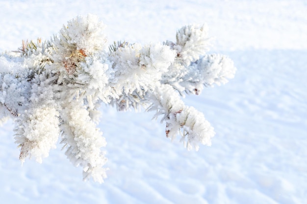 Frosty fir tree with shiny ice frost in snowy forest park Christmas tree covered hoarfrost and in snow Tranquil peacful winter nature Extreme north low temperature cool winter weather outdoor