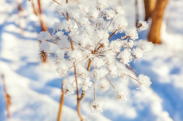 Frosty grass in snowy forest cold weather in sunny morning Tranquil winter nature in sunlight Inspirational natural winter garden park Peaceful cool ecology landscape background