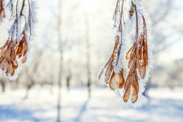 Frosty maple tree branch seeds in snowy forest cold weather in sunny morning Tranquil winter nature in sunlight Inspirational natural winter garden park Peaceful cool ecology landscape background