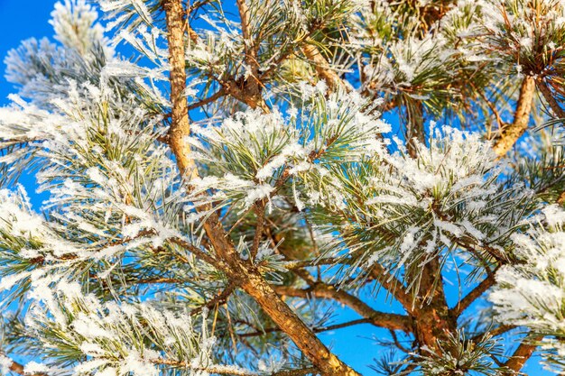 Frosty pine tree branch in snowy forest cold weather sunny morning Tranquil winter nature in sunlight Inspirational natural winter garden or park Peaceful cool ecology nature landscape background