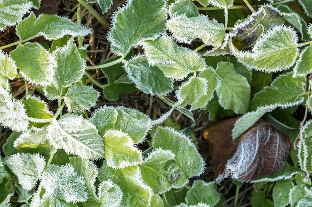 Frosty plants leaves with shiny ice frost in snowy forest park leaves covered hoarfrost and in snow