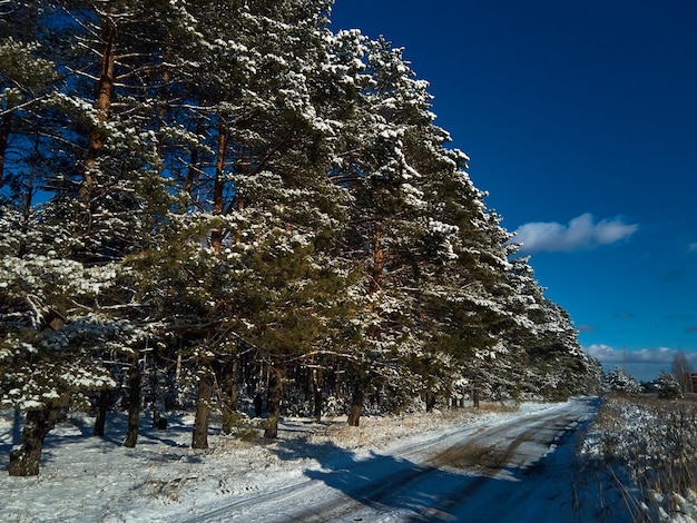 Frosty sunny winter landscape in snowy pine forest