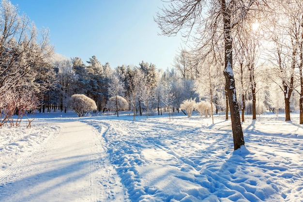 Frosty trees in snowy forest cold weather in sunny morning Tranquil winter nature in sunlight Inspirational natural winter garden or park Peaceful cool ecology nature landscape background