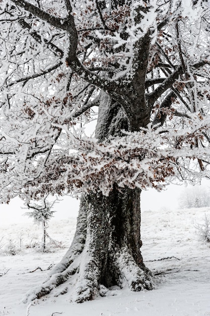 Frosty winter day in the mountains