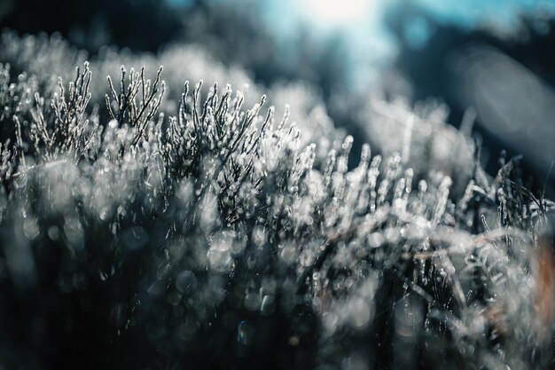 Frosty winter morning macro Cold weather background concept Frozen grass on the fields Winter frozen landscape