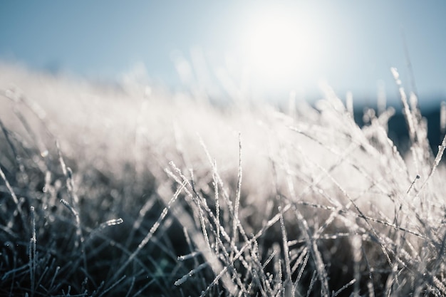 Frosty winter morning macro Cold weather background concept Frozen grass on the fields Winter frozen landscape