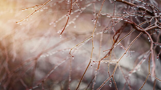 Frosty winter with iced tree branches