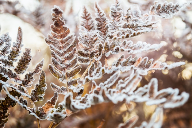 Frozen autumn fern leaves in ice crystals