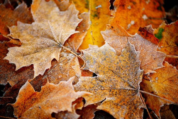 Frozen autumn natural close up colorfull red, green, yellow leaves.