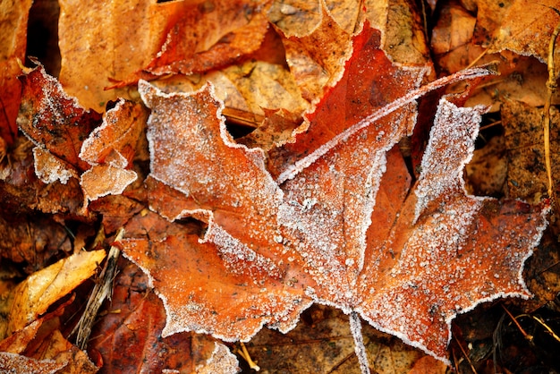 Frozen autumn natural close up colorfull red, green, yellow leaves.