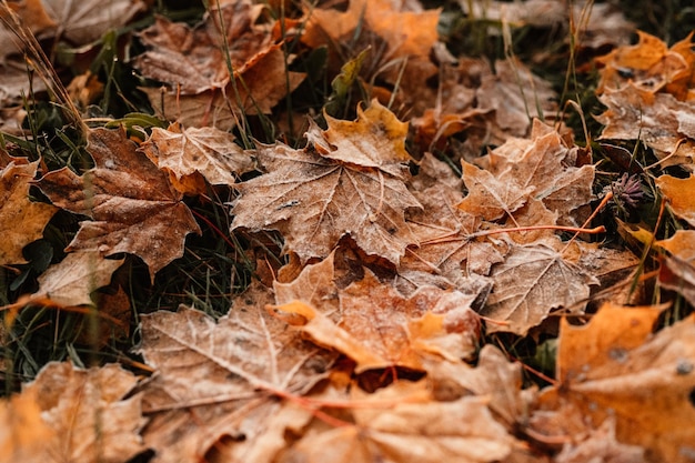 Frozen autumn yellow and red leaves on the ground Colorful foliage in the park Falling leaves Autumn trees in the fog