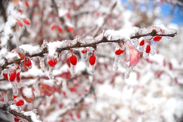 Frozen barberry berries hanging on a branch in snow and ice on a winter day