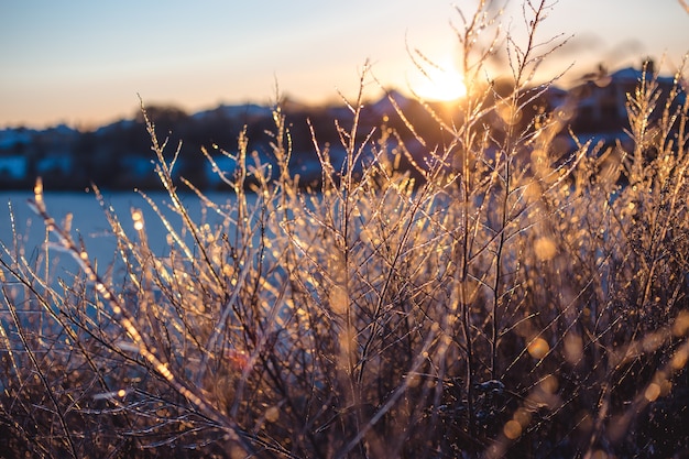 Frozen beautiful plants covered with icicles in sunlight. Winter background. Selective focus. Shallow depth of field.