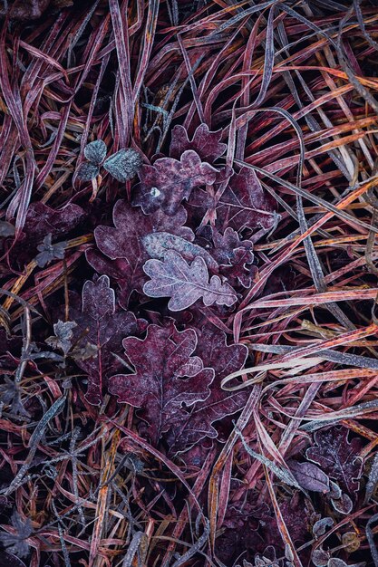 frozen brown leaf in winter season