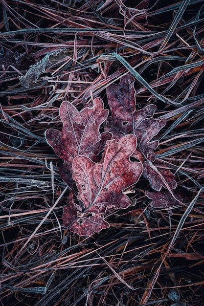 frozen brown leaf in winter season