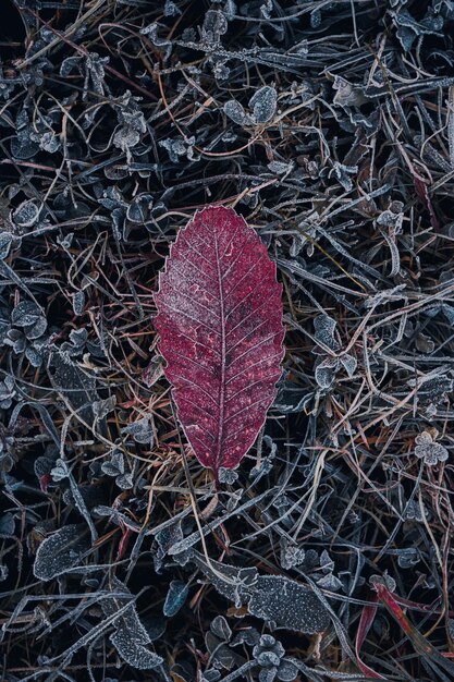 frozen brown leaf in winter season