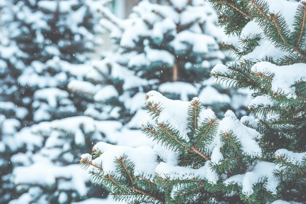 Frozen coniferous branches in white winter