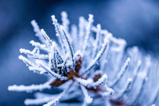 Frozen evergreen pine branch on one of the first cold mornings of the year in the north, cold blue