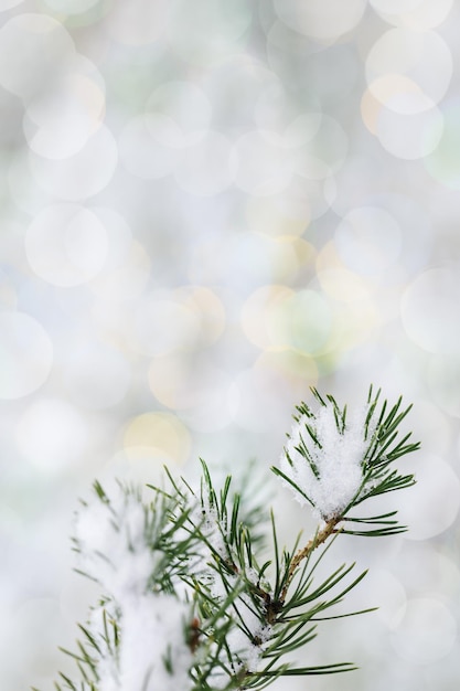 Frozen fir or pine branches and needles covered snow Holidays natural winter background