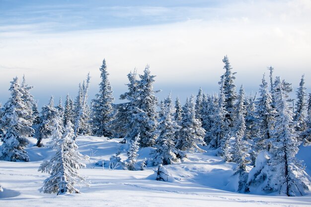 Frozen forest Spruce trees Winter landscape