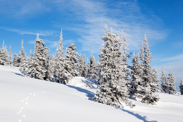 Frozen forest Spruce trees Winter landscape