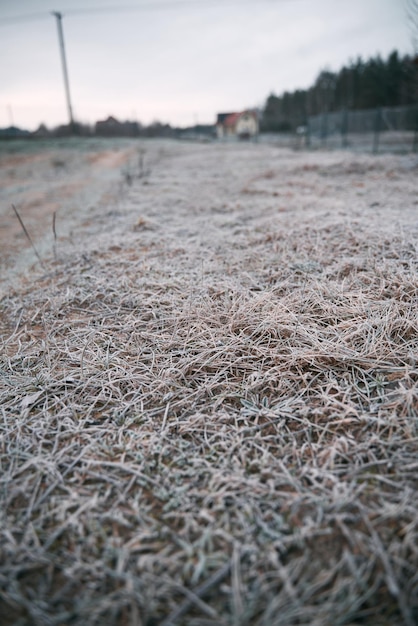 Frozen grass on the fields Frosty winter morning macro Cold weather background concept Hoarfrost morning weather