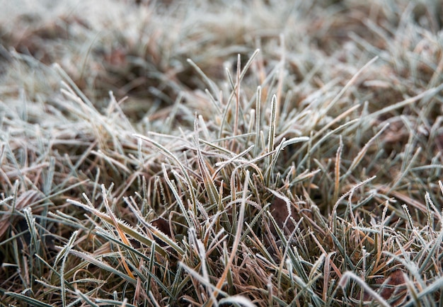 Frozen grass on the fields Frosty winter morning macro Cold weather background concept Hoarfrost morning weather