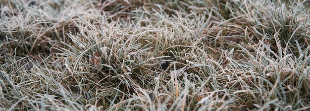 Frozen grass in the winter morning Cold weather background concept