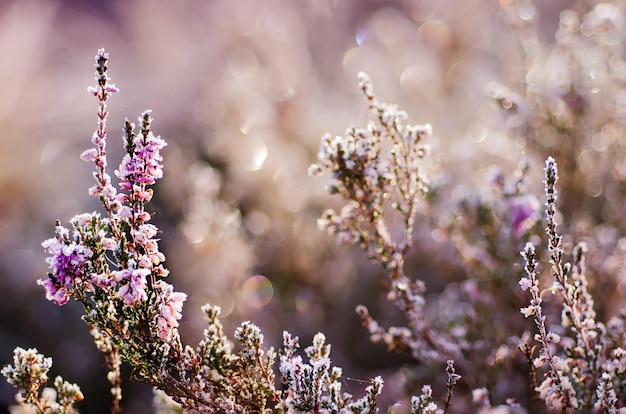 Frozen heather flower floral vintage winter background macro image