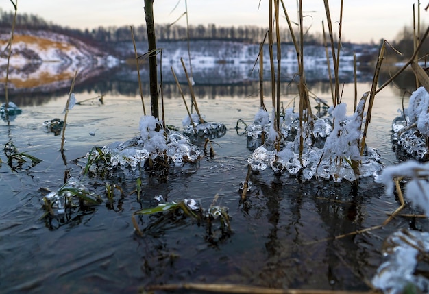 Frozen ice cane bushes on the shore of the reservoir