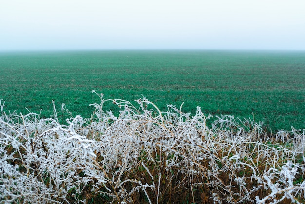 Frozen ice covered bushes trees. Winter begins