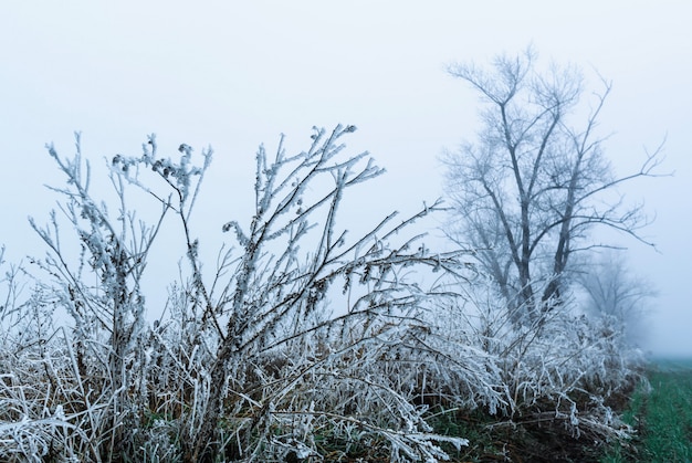 Frozen ice covered bushes trees. Winter begins