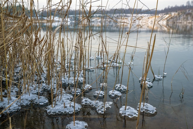 Frozen ice patterns of water in the reed bushes on the shore of the reservoir