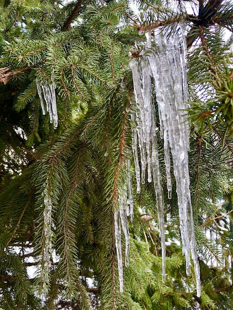 Frozen icicles on the green natural fir spruce in the forest high quality k footage