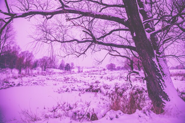 Frozen lake covered with snow in trendy purple color