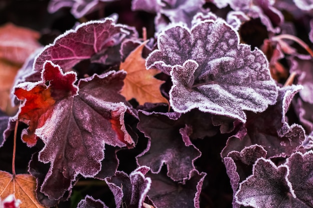 Frozen leaves flowersThe first frosts cold weather Early winter