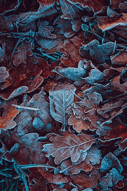 frozen leaves on the ground in winter season, brown background