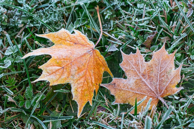 Frozen maple leavesThe first frosts cold weather frost and hoarfrost Macro shot Early winter