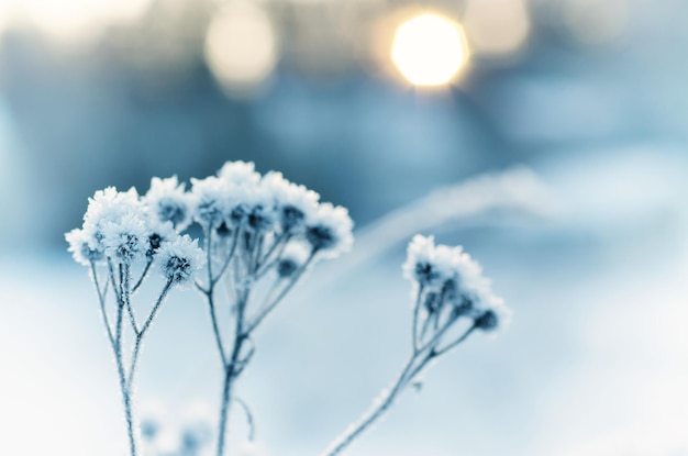 Frozen meadow plant, natural vintage winter background, macro image with sun shining