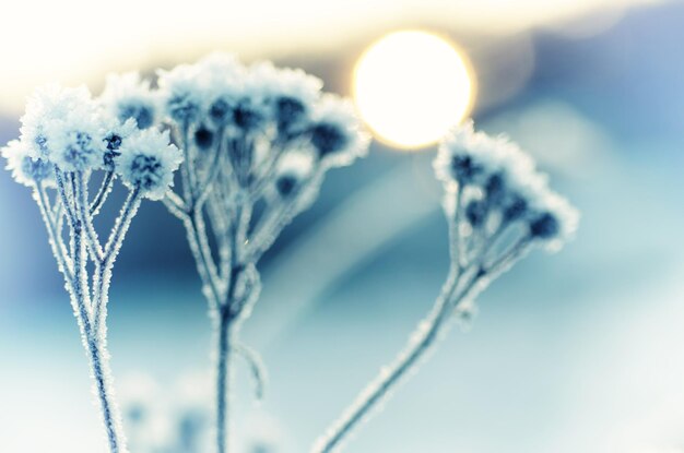 Frozen meadow plant