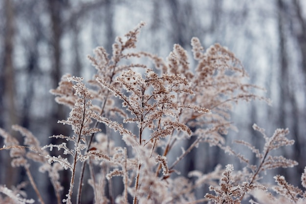 Photo frozen  plant in front of forest. winter seasonal