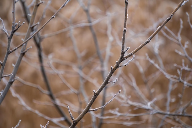 Frozen plants in the morning