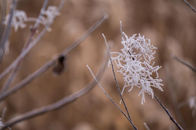 Frozen plants in the morning