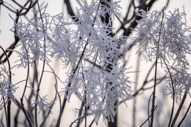 Frozen plants in the morning