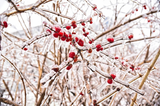 Frozen red berries on a branch in ice and snow on a winter day