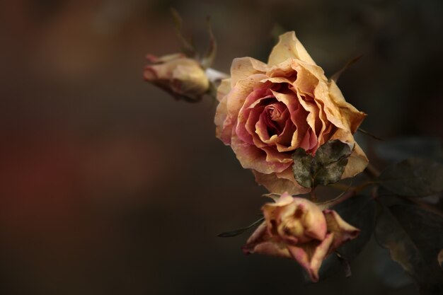 Frozen rose flower. Frosty garden plant in autumn. Floral macro with leaf and pink petal. October dying blossom decoration