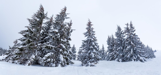 Frozen snowcovered fir forest after snowfall and gray sky in haze at winter day Carpathian Mountains Ukraine